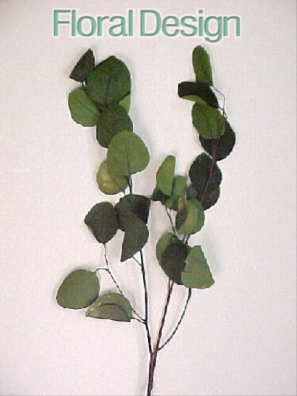 Eucalyptus Populus listy 150 gr. tmavě zelená