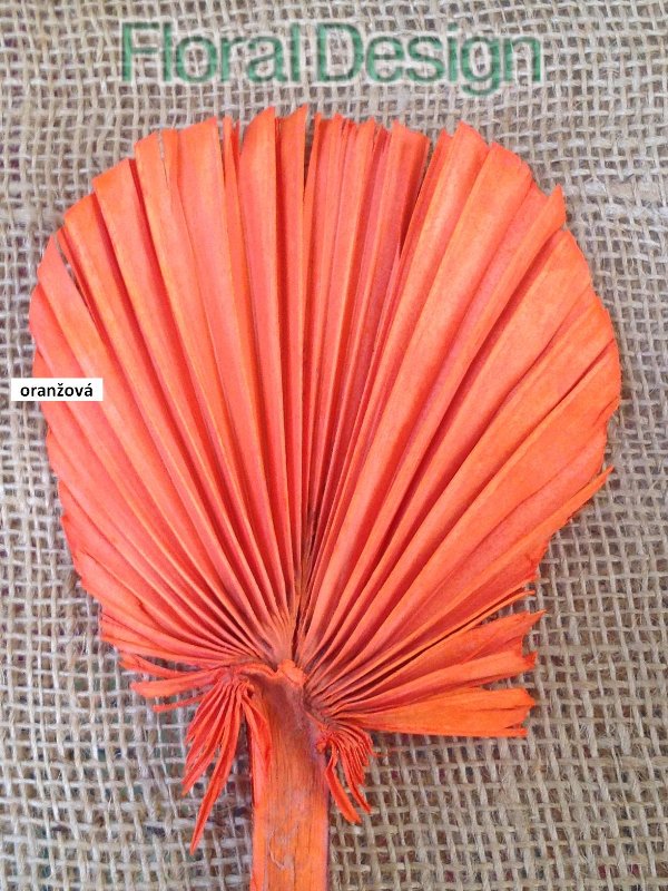 Palm round spear 10 ks světle zelená