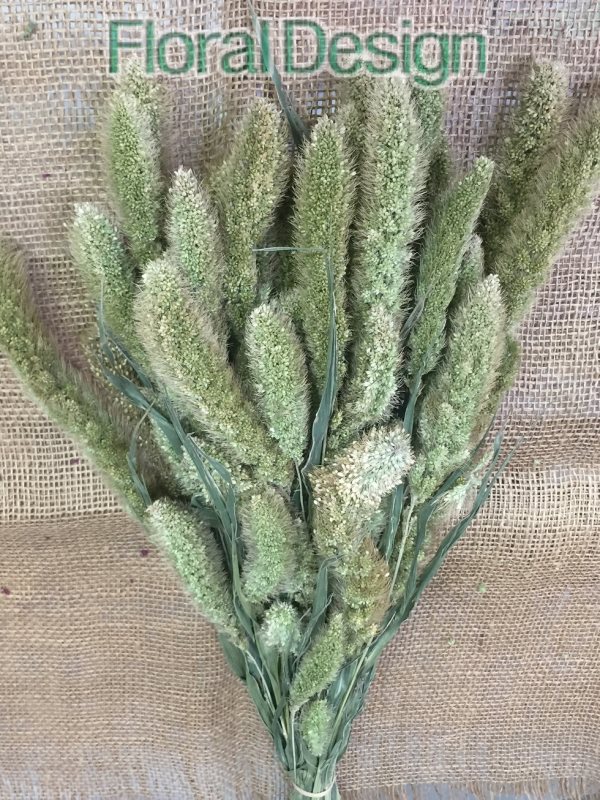 Setaria natur 150gr.