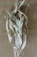Strelizia listy 100cm natur 5 kusů