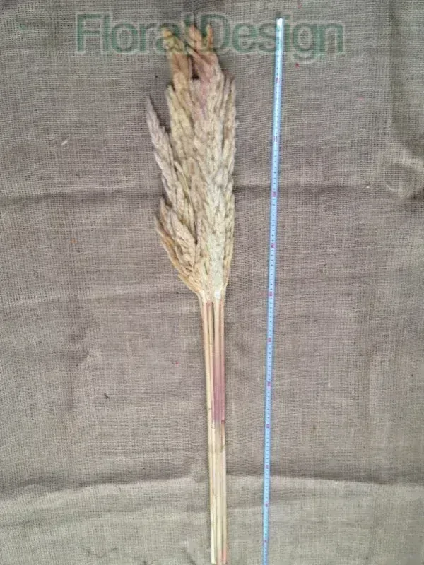 Piuma decorativa 60cm bleached 20ks