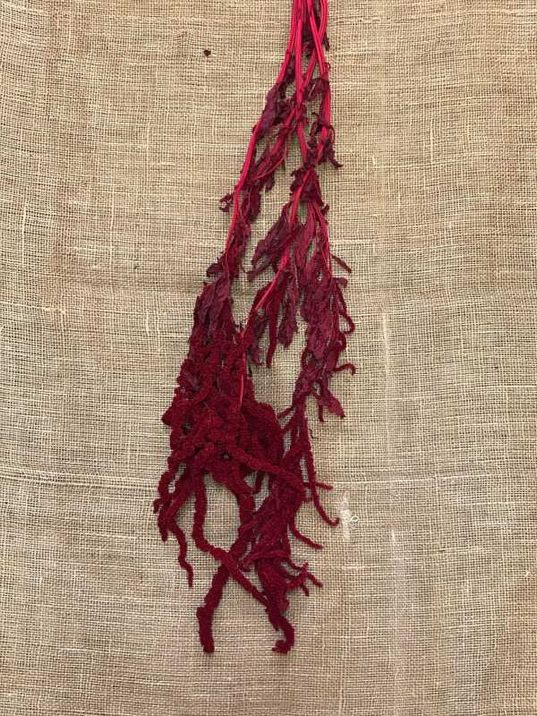 Amaranthus Cadente převisný 80cm červená 75gr.