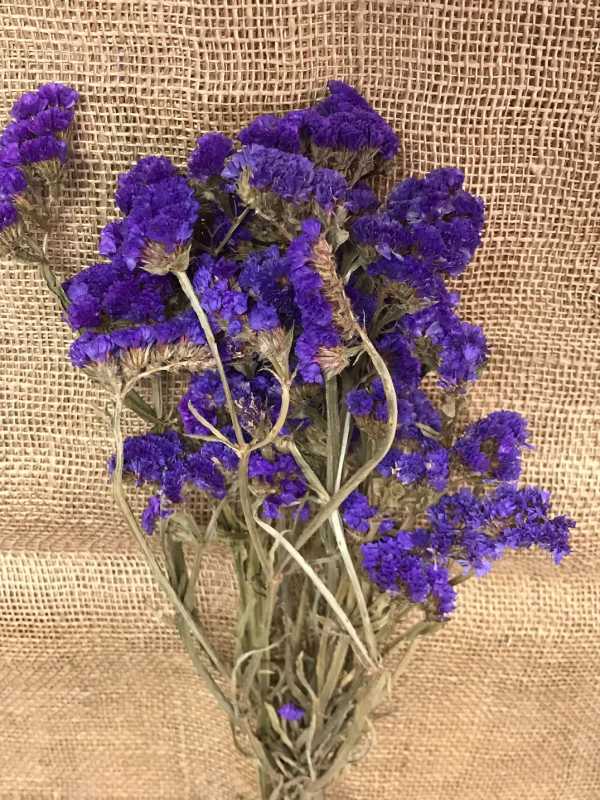 Limonium 50gr. modrá