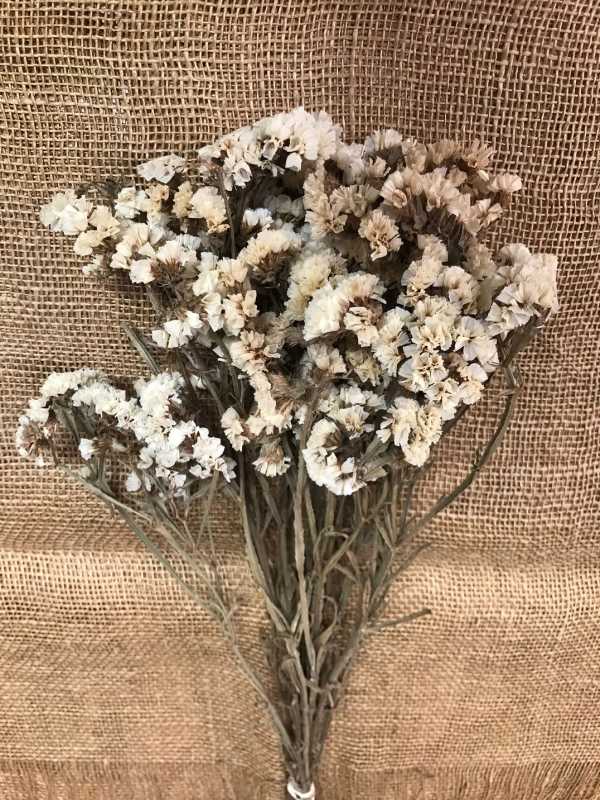 Limonium 50gr. bílá