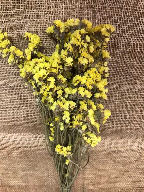 Limonium 50gr. žlutá