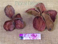 Land Lotus loose 15 ks natur