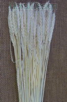 Triticum 100 gr. bělená