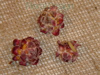 Pubescens loose 250gr. natur