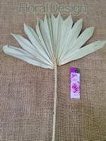 Palm sun spear medium 10 ks natur
