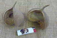 Budha nut loose 3ks natur
