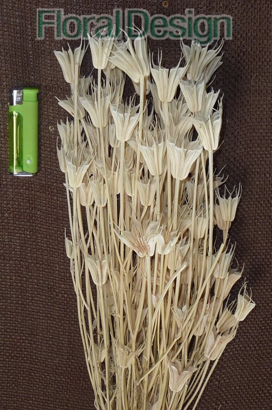 Nigela Orientalis 100gr. bělená