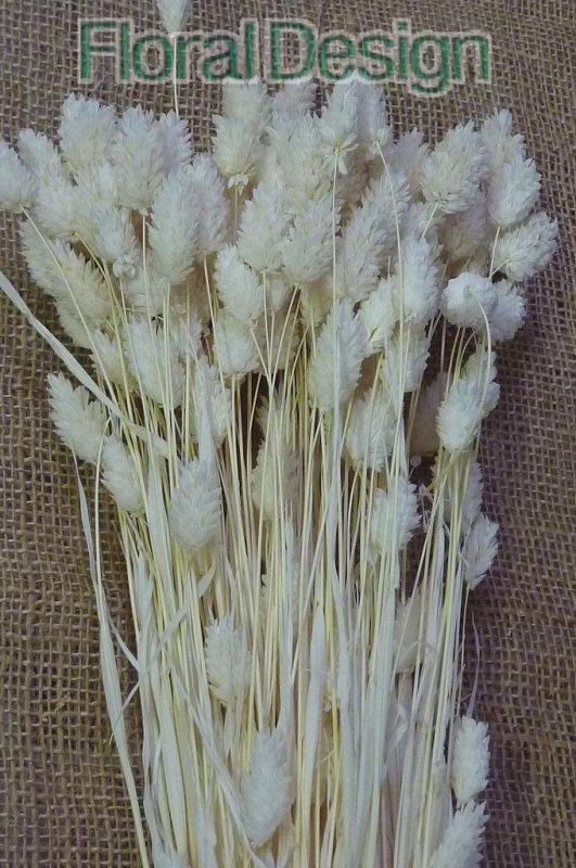 Phalaris 100gr. bělená