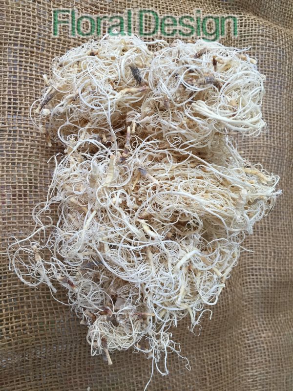 Curly moose 200gr. bělená