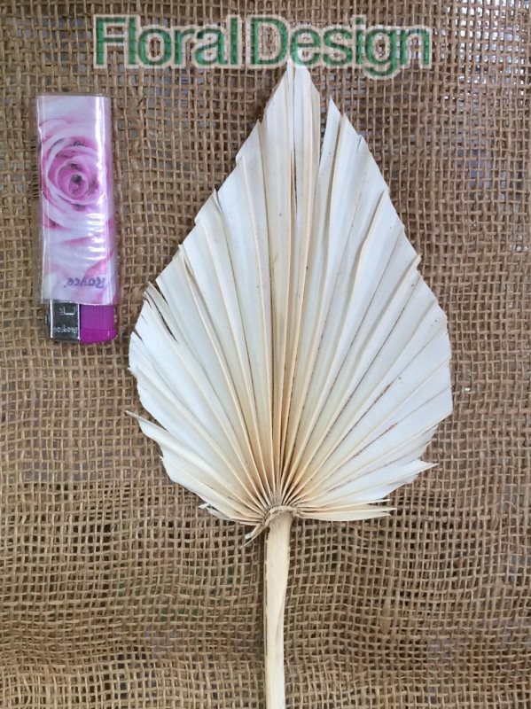 Palm spear medium 10 ks bělená