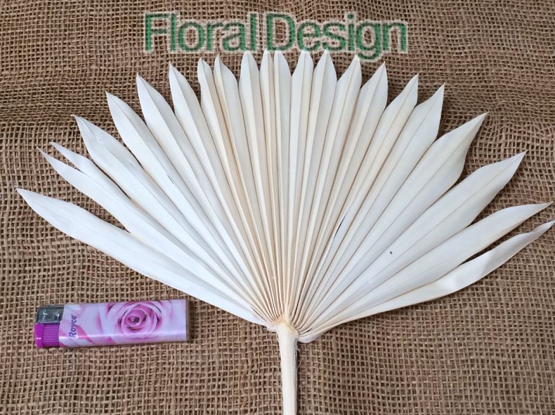 Palm sun spear medium 10 ks bělená