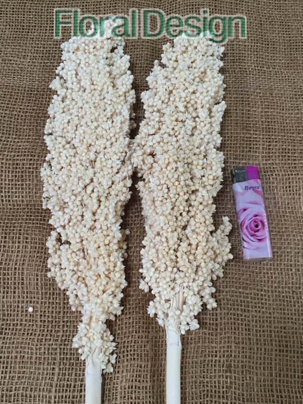 Indian corn na stopce 10 ks bělená