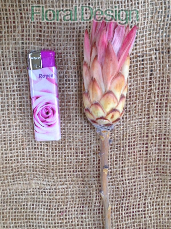 Compacta buds natur 10ks