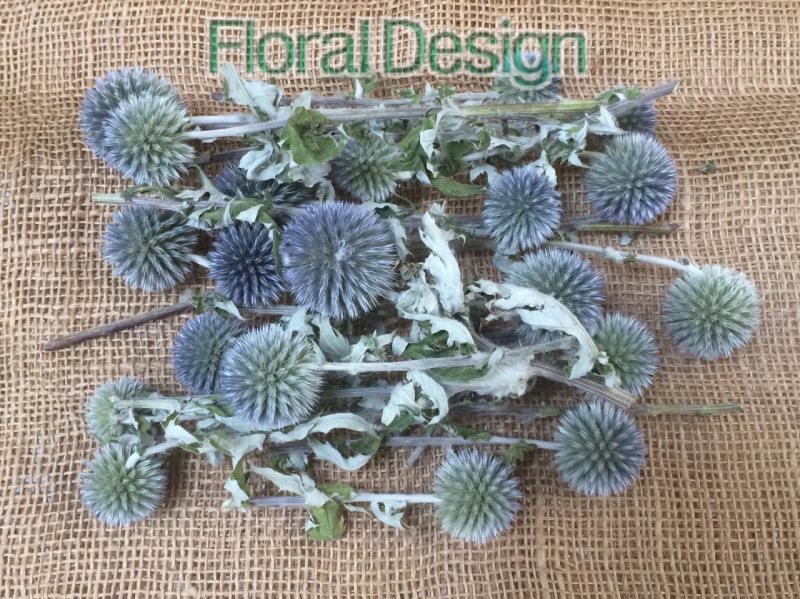 Echinops 20ks