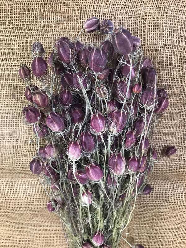 Nigela Černucha 100gr.