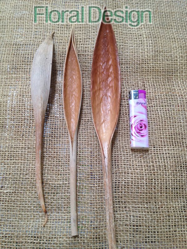 Coco mini 20-30cm 100gr. natur