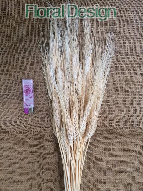 Ječmen 200 gr. natur 100cm