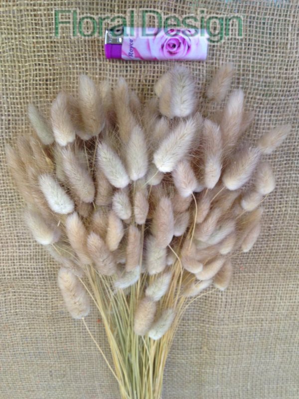 Lagurus 100gr. natur