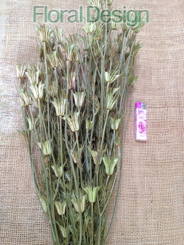 Nigela Orientalis natur 100gr.