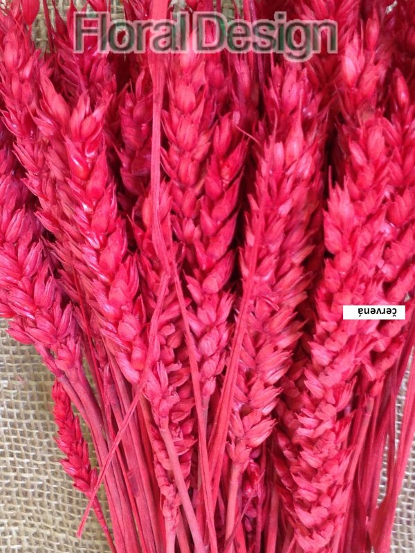 Triticum 100gr. červená