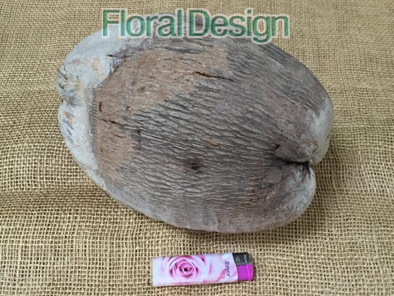 Coco nut 1 ks natur