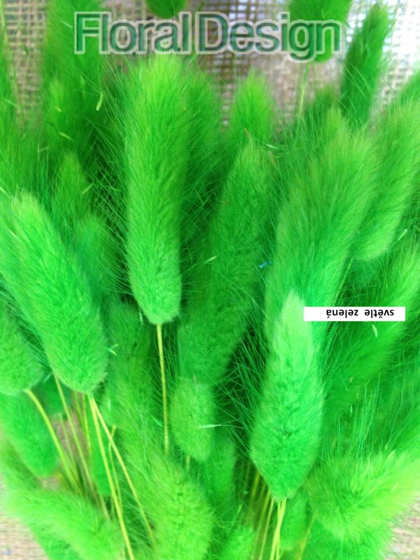 Lagurus 100gr. světle zelená