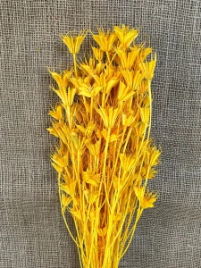 Nigela Orientalis 100gr. žlutá