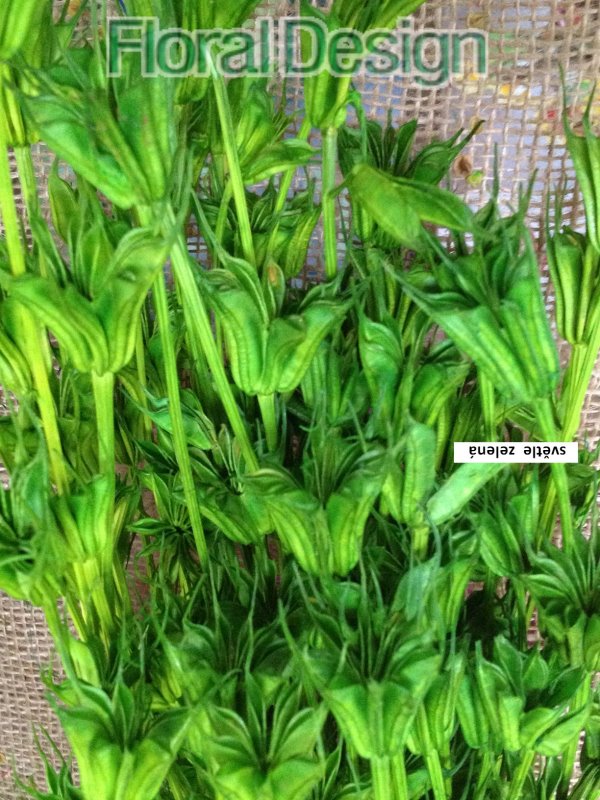 Nigela Orientalis 100gr. světle zelená