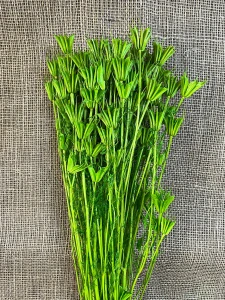 Nigela Orientalis 100gr. světle zelená