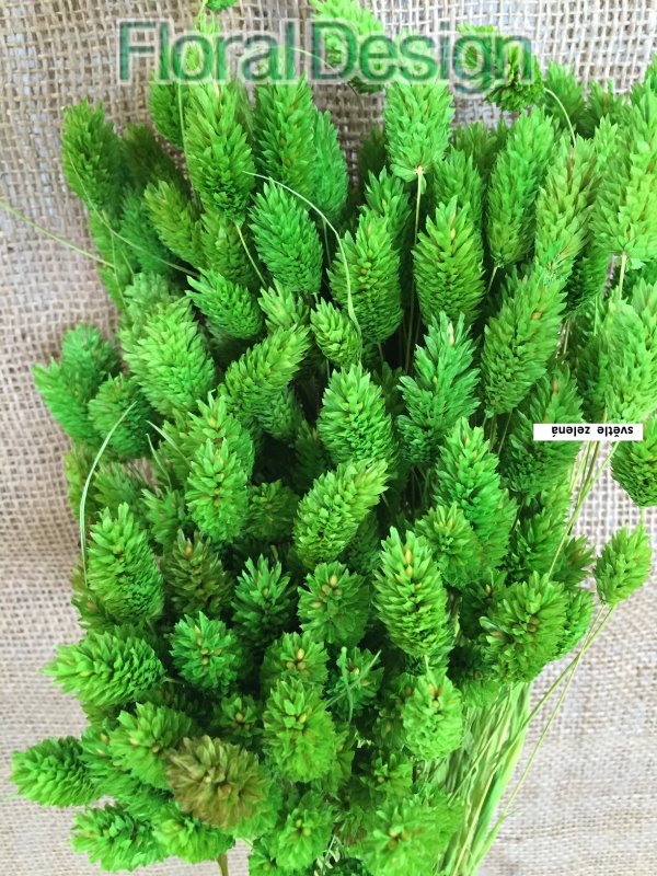 Phalaris 100gr. světle zelená
