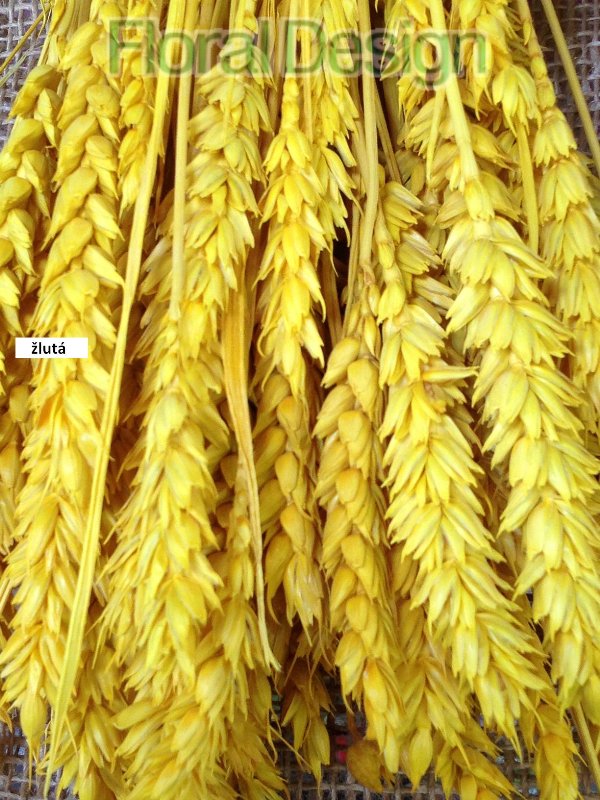 Triticum 100gr. žlutá