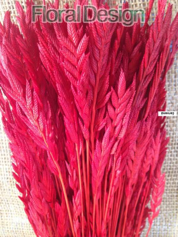 Spiga 100gr. červená