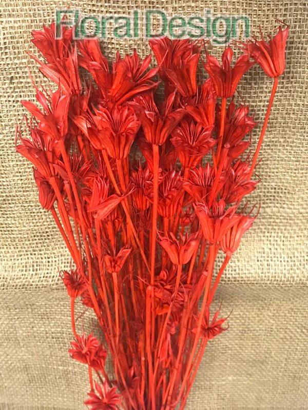 Nigela Orientalis 100gr. oranžová