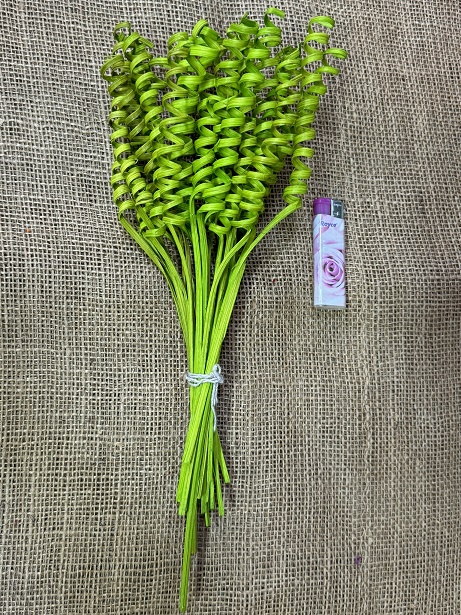 Cane spring mini 25 ks světle zelená