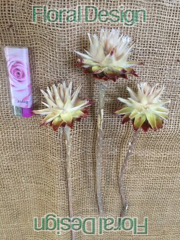 Plumosum x1 natur 10ks