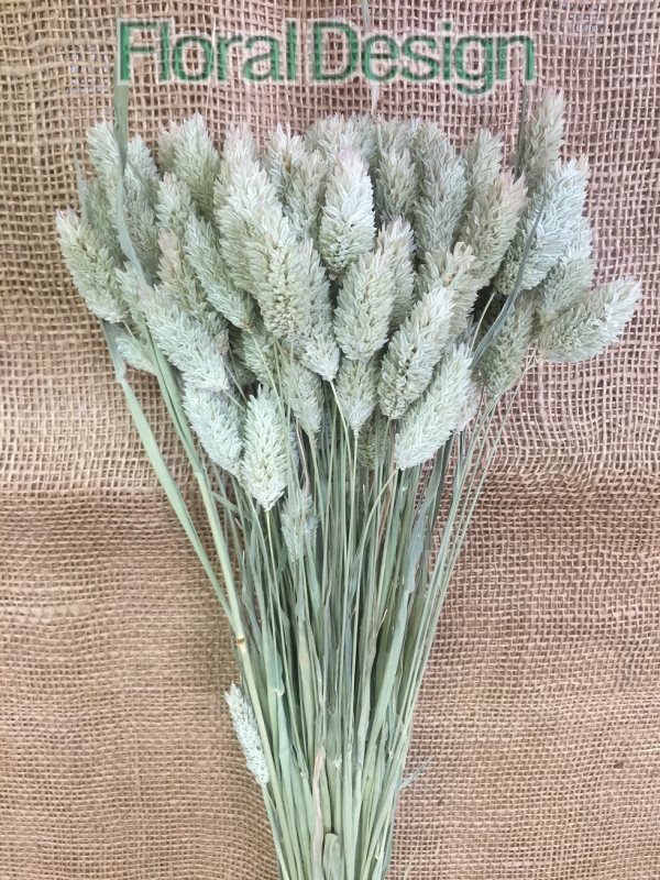 Phalaris 100gr. natur
