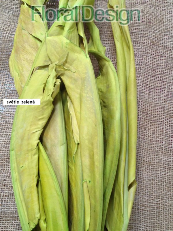 Strelizia listy 10 ks 100cm světle zelená