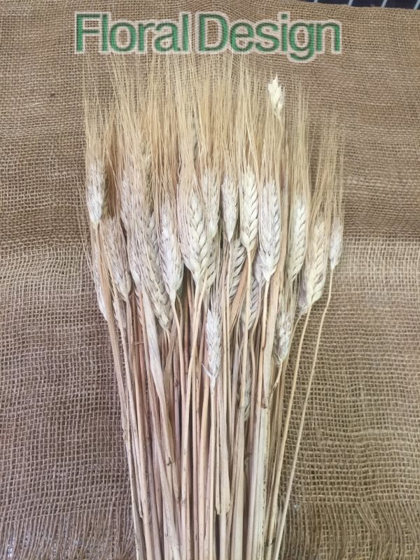 Ječmen 400 gr. natur 100cm