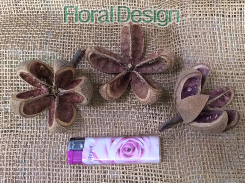 Cartus flower bez bodlin loose 10 ks natur