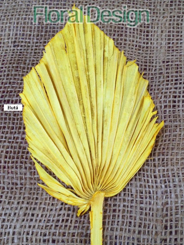 Palm spear medium 10 ks žlutá