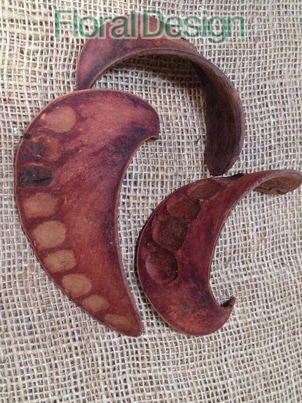 Elephant Ears pods 250gr. natur