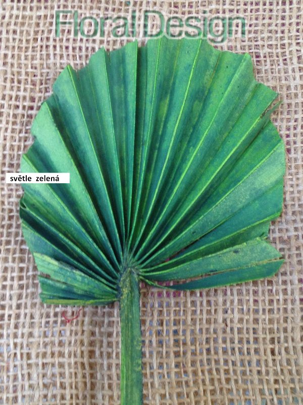 Palm round spear 10 ks světle zelená
