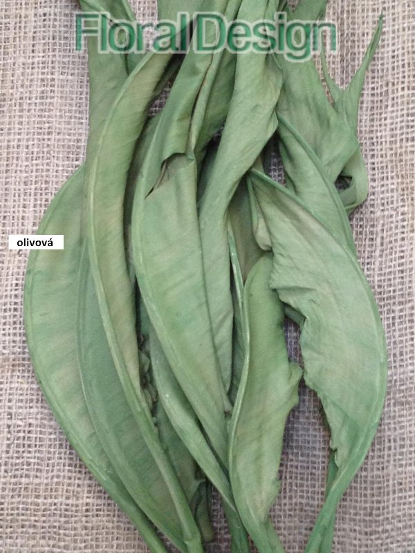 Strelizia listy 10 ks 100cm olivová