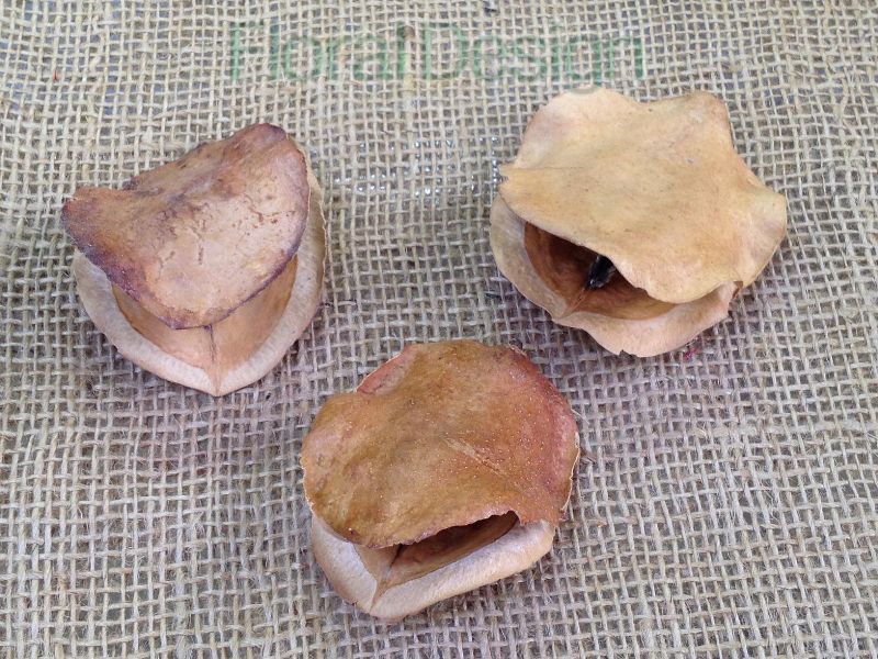 Jacaranda pods loose natur 250 gr.