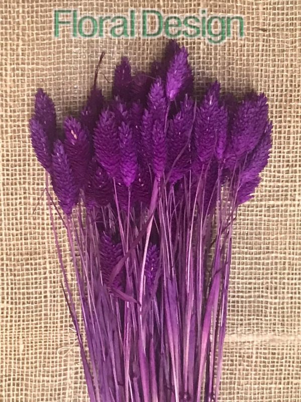Phalaris 100gr. erika