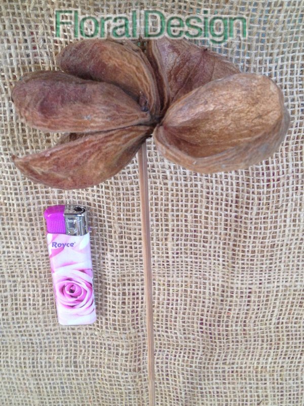 Land Lotus na stopce 10 ks natur